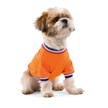 petit chien avec maillot orange
