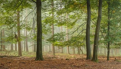 Promenade dans le Planken Wambuis dans la région du Veluwe, province de Gueldre, Pays-Bas