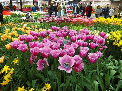 pareterre de tulipes roses en bordure de trotoir