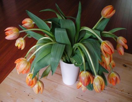 Les tulipes n'ont plus la pêche