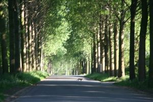 route bordée d'arbres qui font de l'ombre