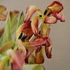 Einde van tulpen