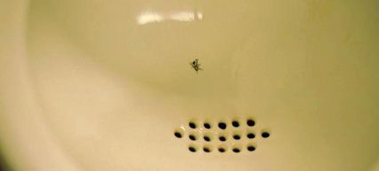 La mouche de Schiphol