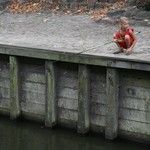 enfant à Sloten