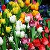 tulipes en bois