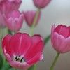 tulipes roses