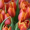 tulipes rouges