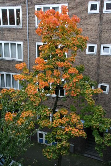 Arbre de rue avec les couleurs d'automne