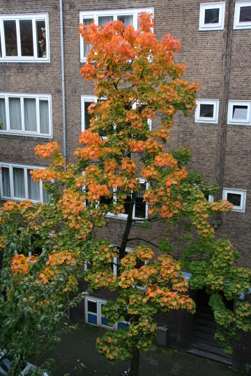 Arbre de rue avec les couleurs d'automne